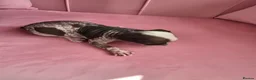 Chinese Crested dogs for sale: ✨🐾 EXQUISITE & RARE CHINESE CRESTED PUPPIES 🐾✨ - Advert 10