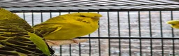 Budgerigars birds for sale: Hens variety colors - Advert 5