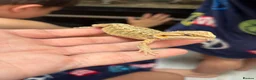 Bearded Dragon reptiles for sale: Baby bearded dragons READY NOW - Advert 9