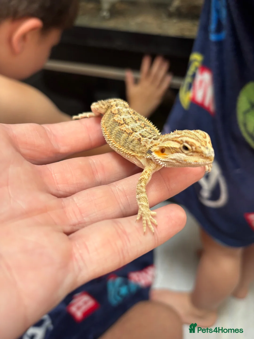 Bearded Dragon reptiles for sale: Baby bearded dragons READY NOW - Advert 9