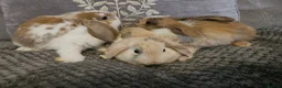 Mini Lop rabbits for sale: Mini lop baby bunnies for sale  - Advert 11
