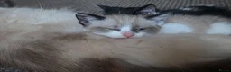 Ragdoll cats for sale: Mixed breed ragdolls.  - Advert 3