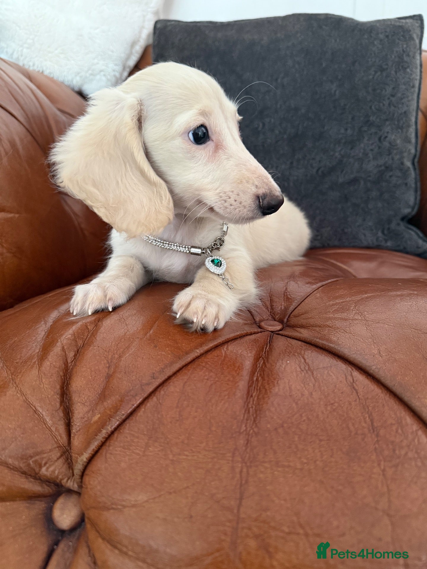 Miniature Dachshund dogs Stunning Pure Cream Longcoat Male  - Advert 1