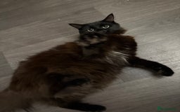 Mixed Breed cats for sale: Ragdoll cross kittens  - Image 2