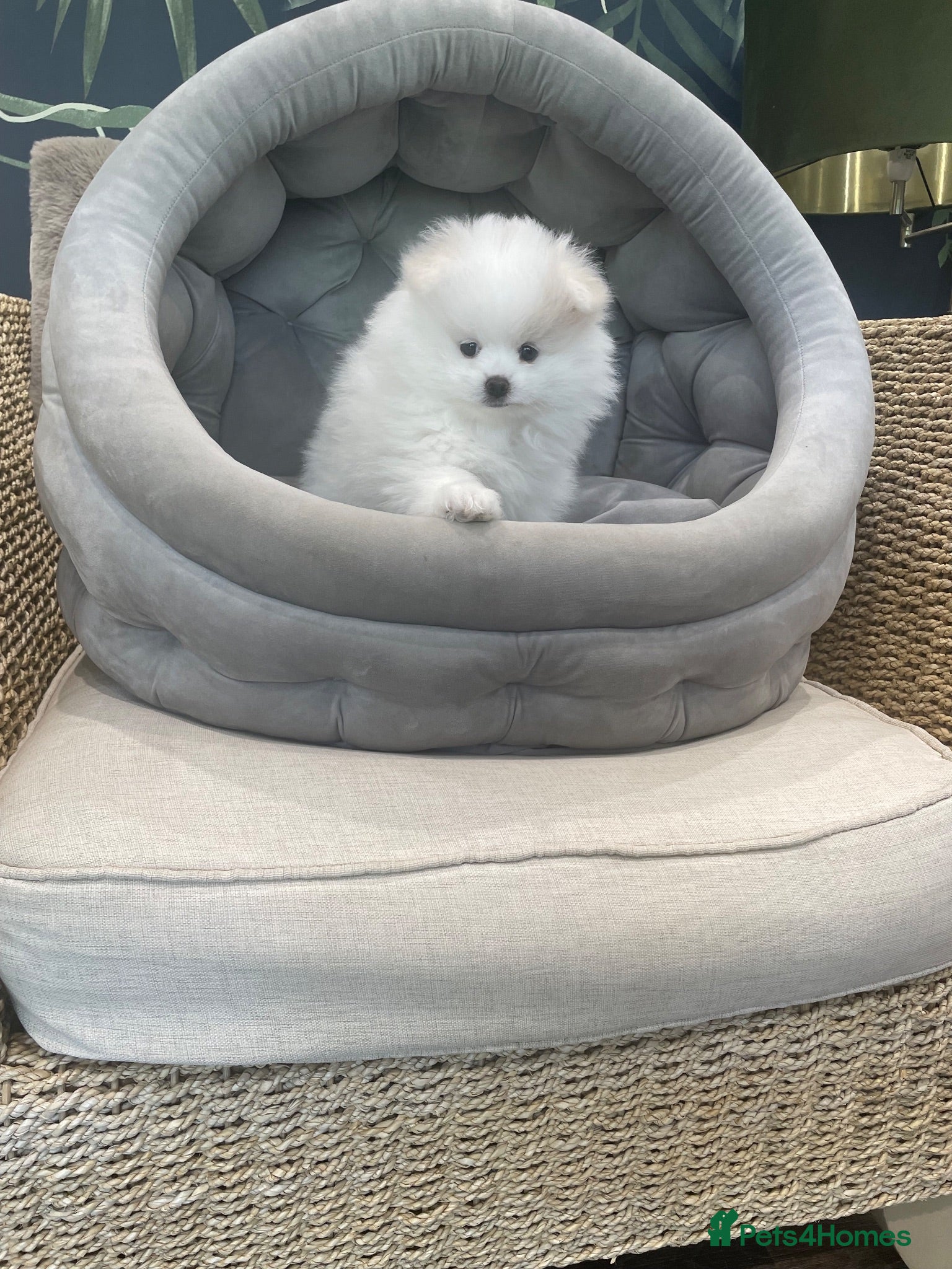 Pomeranian dogs Stunning KC Registered Pomeranians  - Advert 17
