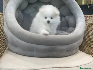 Pomeranian dogs Stunning KC Registered Pomeranians - Advert 17