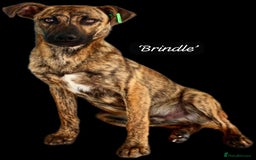 Mixed Breed dogs for adoption: Brindle, approx 7 months. Available for adoption. - Image 23
