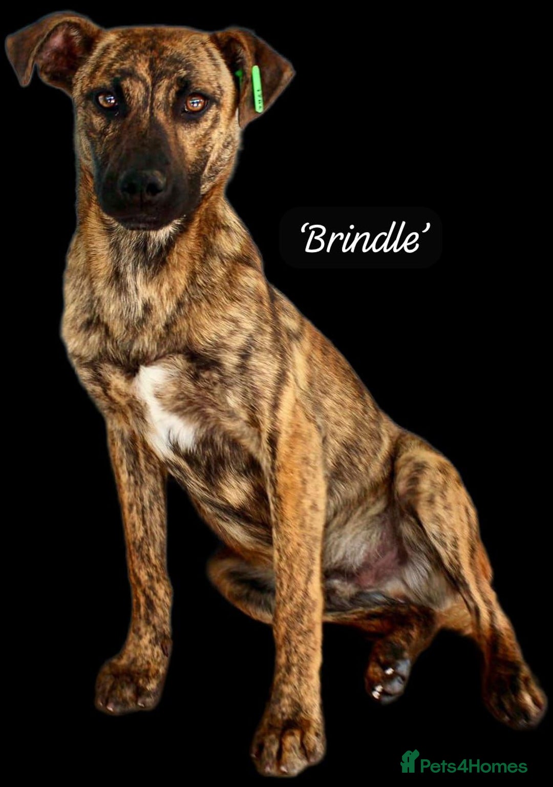 Mixed Breed dogs for adoption: Brindle, approx 7 months. Available for adoption. - Image 23