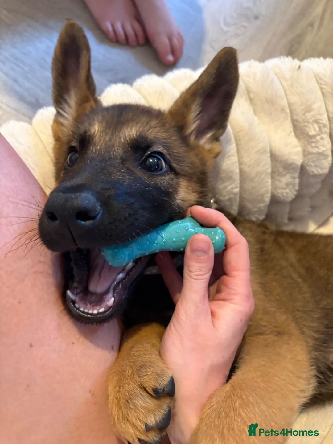 Mixed Breed dogs for sale: Shadow 11 weeks old  - Advert 2
