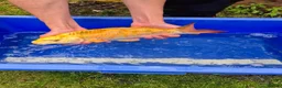 Koi Carp fish for sale: Pond clearance - Advert 17