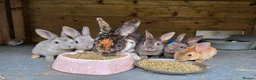 Rex rabbits for sale: Mini Rex and DwarfxRex - Advert 2