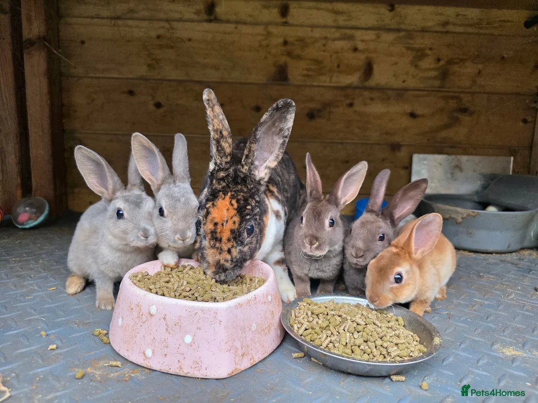 Rex rabbits for sale: Mini Rex and DwarfxRex - Advert 2