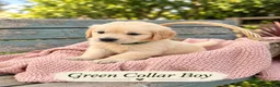 Golden Retriever dogs for sale: Beautiful KC Puppies No Endorsements  - Advert 12