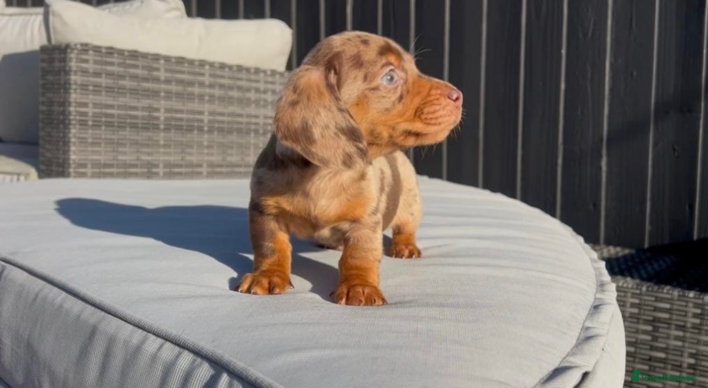 Miniature Dachshund dogs Miniature Dachshund  - Advert 2