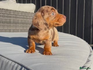 Miniature Dachshund dogs Miniature Dachshund - Advert 2