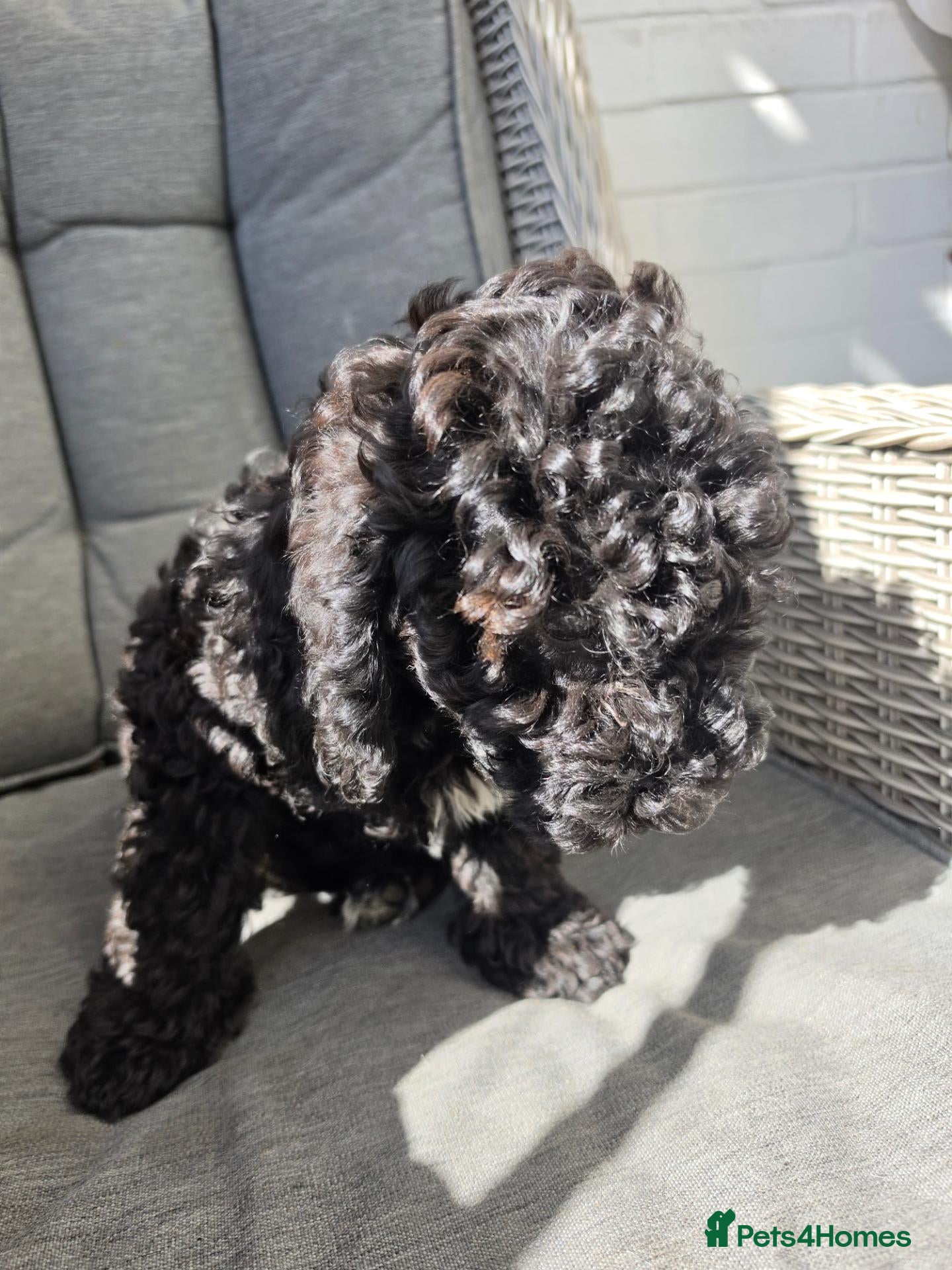 Miniature Poodle dogs Miniature poodle first litter  2 boys available  - Advert 1