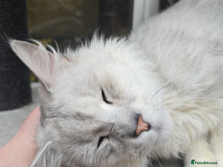 Maine Coon cats STUD ONLY Black Shaded Maine Coon carries dilute in Hull - Advert 9