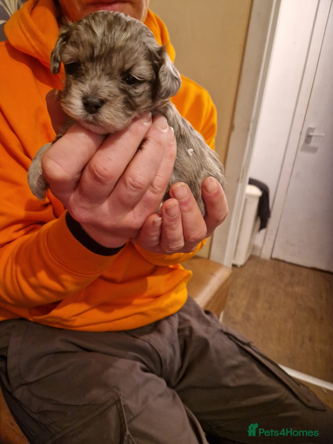 Maltipoo dogs for sale: Quality unique f1 tiny korean maltipoo puppies  - Advert 6