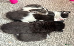Mixed Breed cats for sale: Beautiful kittens ready for there forever homes - Image 6