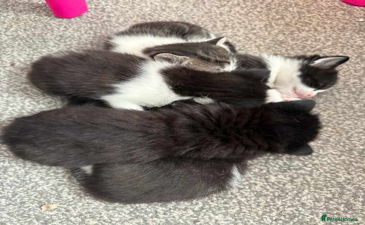 Mixed Breed cats - Advert 5
