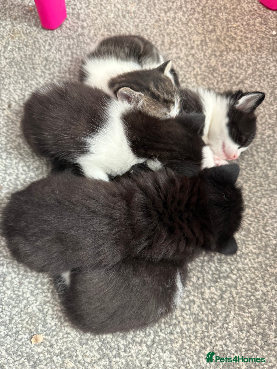 Mixed Breed cats for sale: Beautiful kittens ready for there forever homes - Image 6