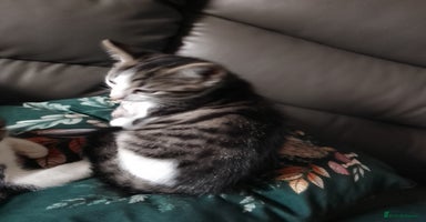 Mixed Breed cats - Advert 12