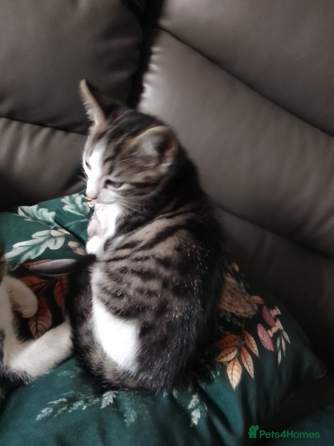 Mixed Breed cats for sale: READY TO LEAVE 4 gorgeous kittens for sale - Image 3