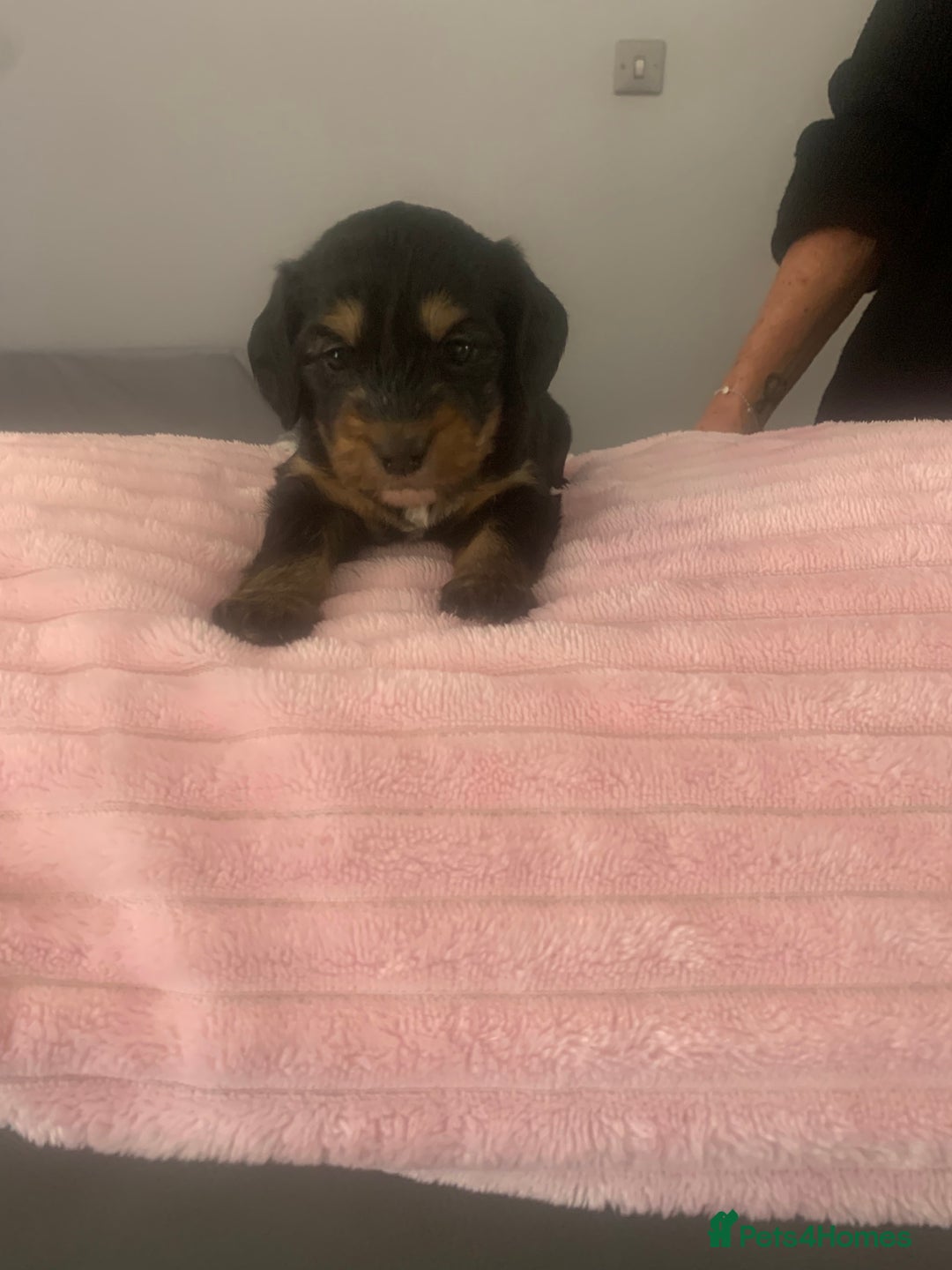 Mixed Breed dogs for sale: Doxiepoo pups - Advert 12