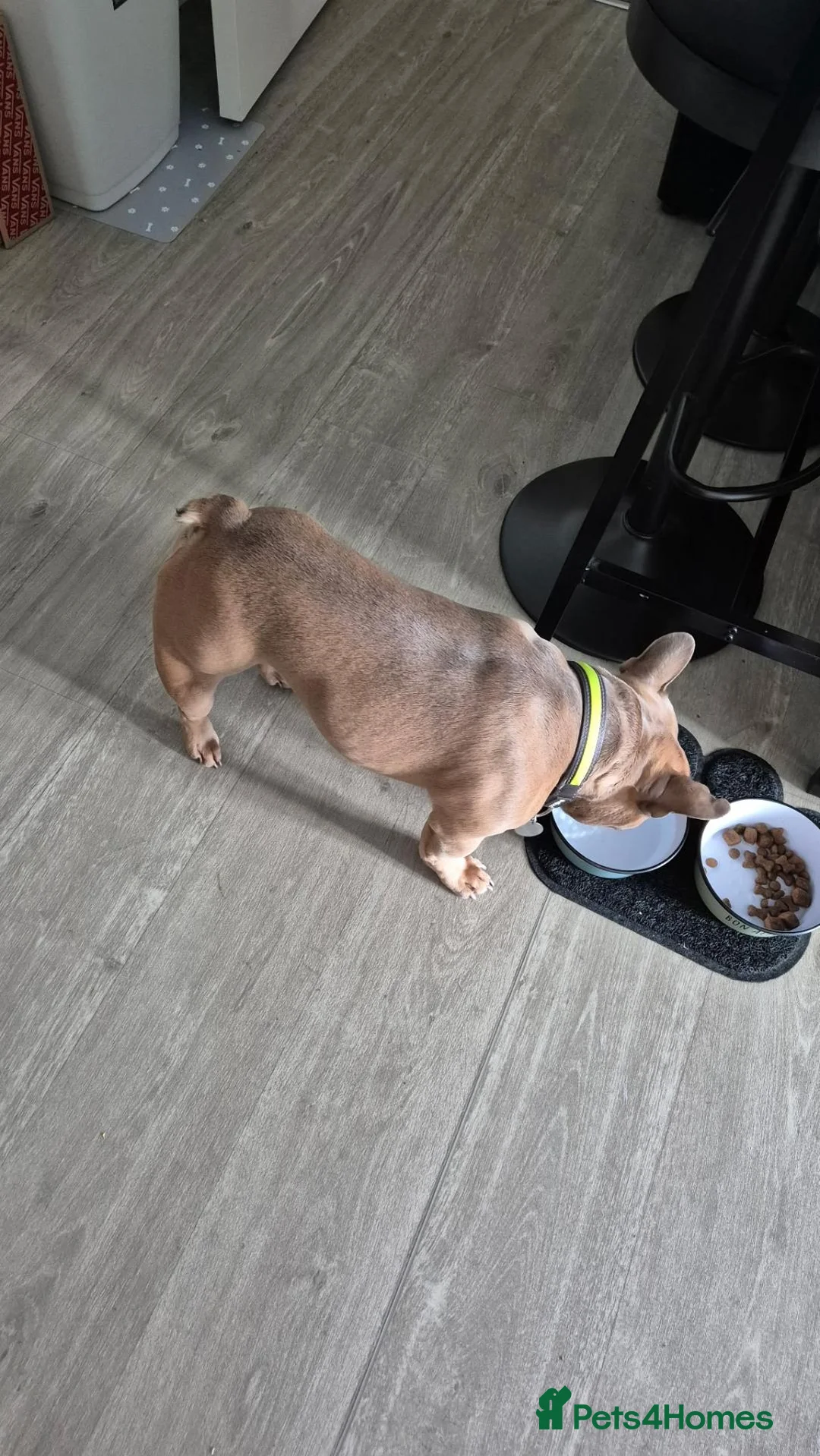 French Bulldog dogs for stud: Frank the French for Stud in Rochdale - Advert 2