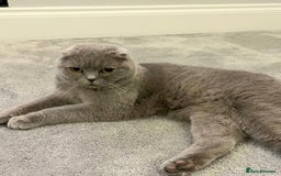 Scottish Fold cats for sale: Top Pedigree Scottish Fold boy (TICA reg) - Image 1