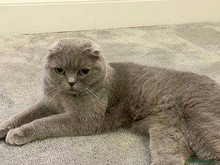 Scottish Fold cats - Advert 3
