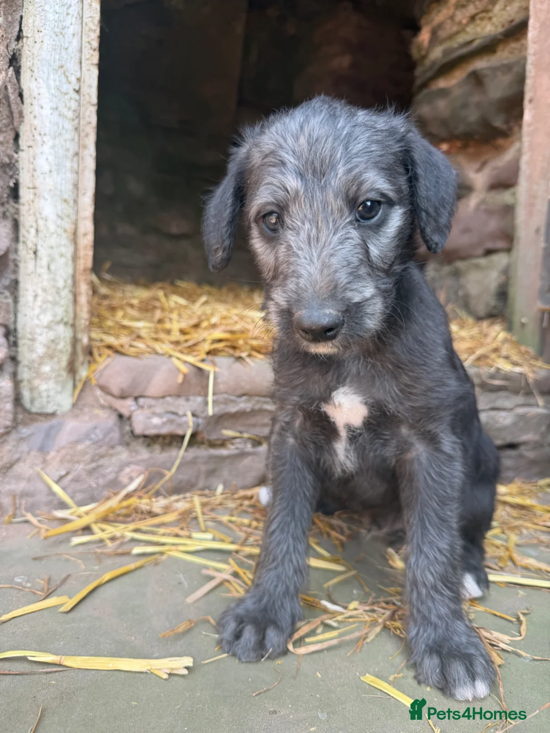 Mixed Breed dogs for sale: F1 CT CLEAR KC Mix Bedlington Whippets  in Hereford - Advert 14