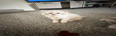 Ragdoll 2