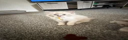 Ragdoll cats for sale: 2 beautiful playful ragdoll kittens  - Advert 3