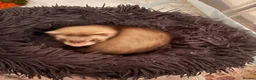 Ferret rodents for sale: Male ferret kit - Advert 5