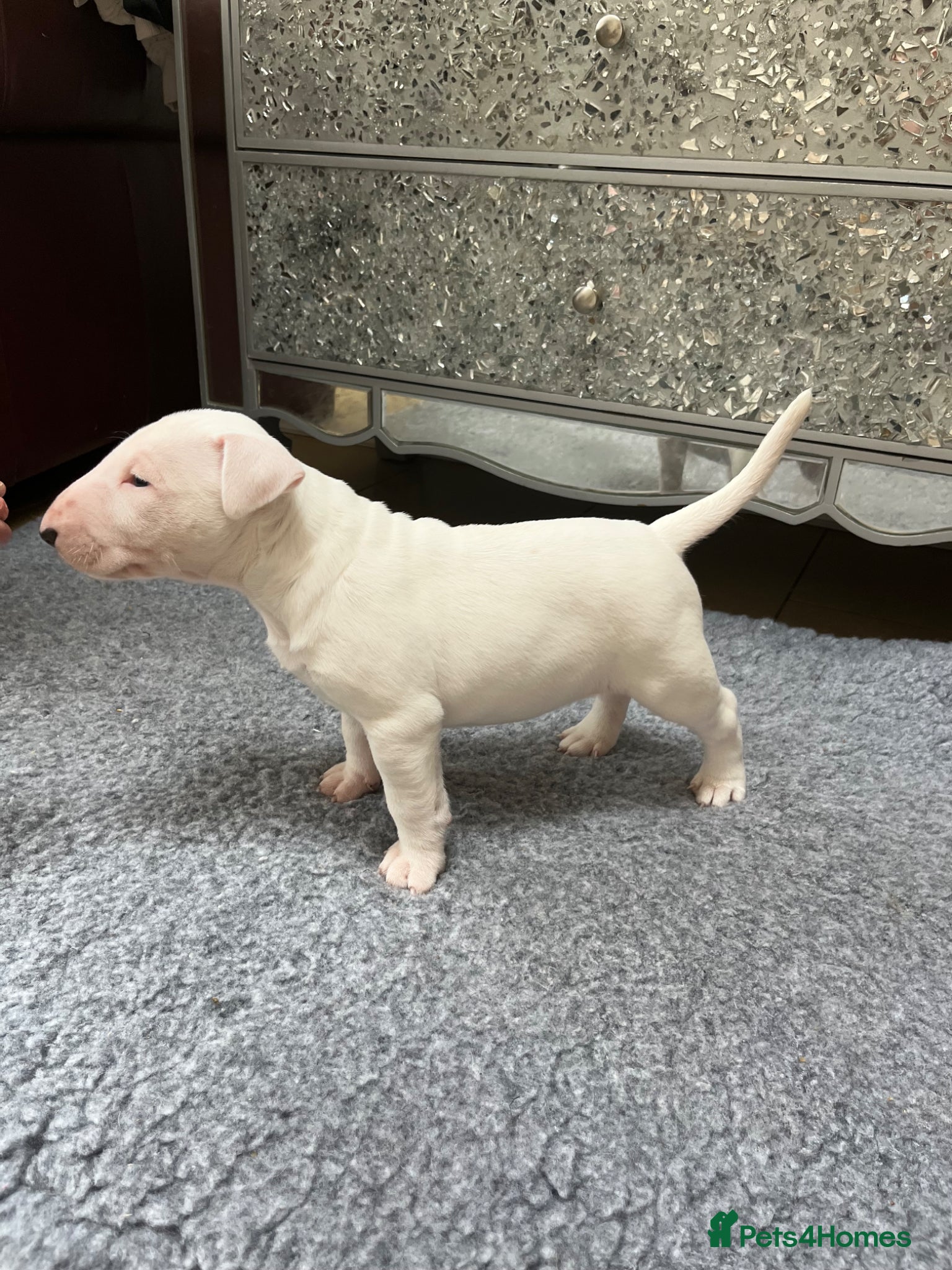 English Bull Terrier dogs 1 English Bull Terrier Puppy For Sale - Advert 4
