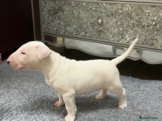 English Bull Terrier dogs 1 English Bull Terrier Puppy For Sale - Advert 4