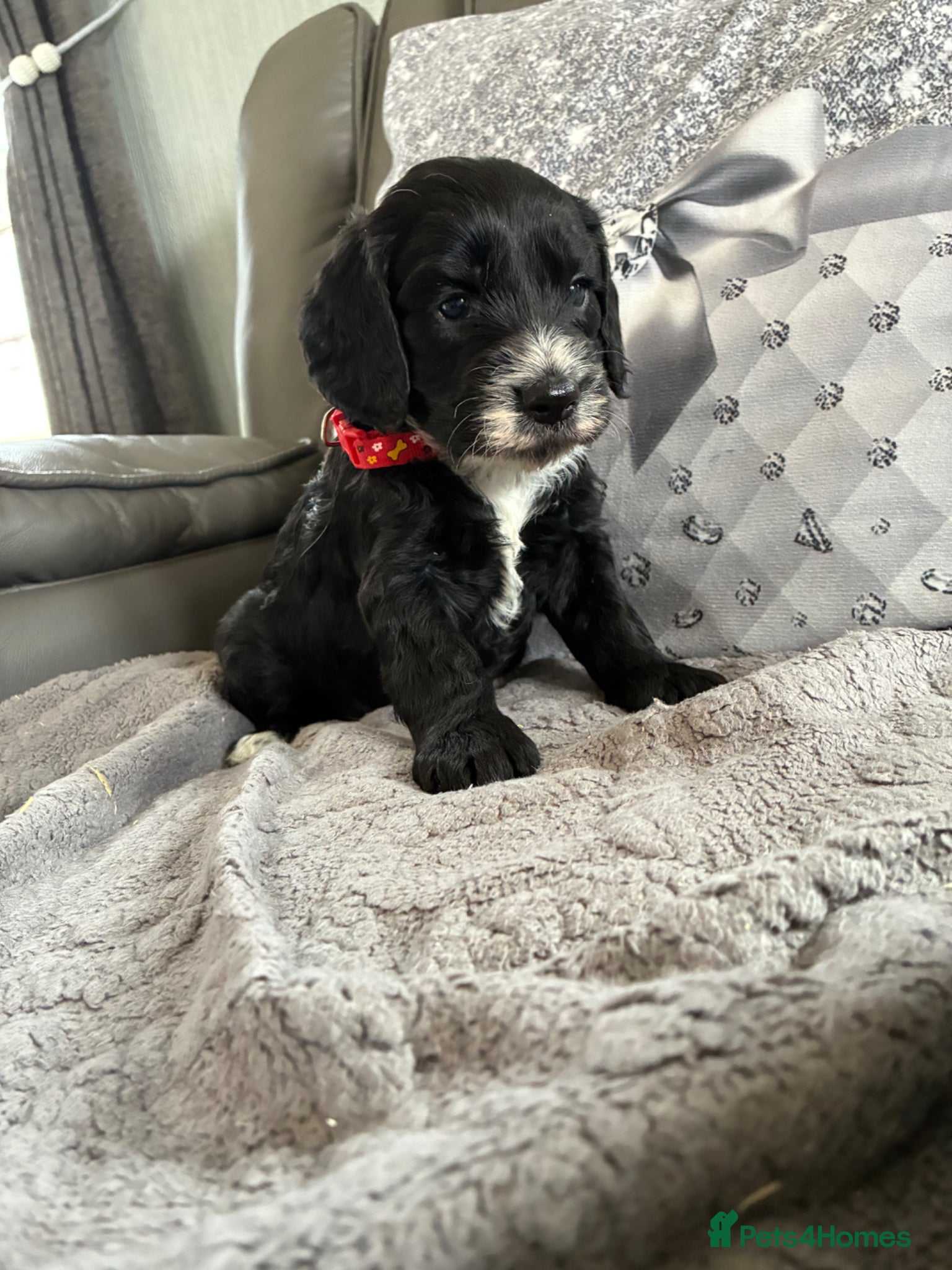 Cockapoo dogs 5 beautiful cockapoo pups  - Advert 15