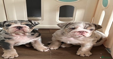 English Bulldog dogs in South Ockendon - Advert 12
