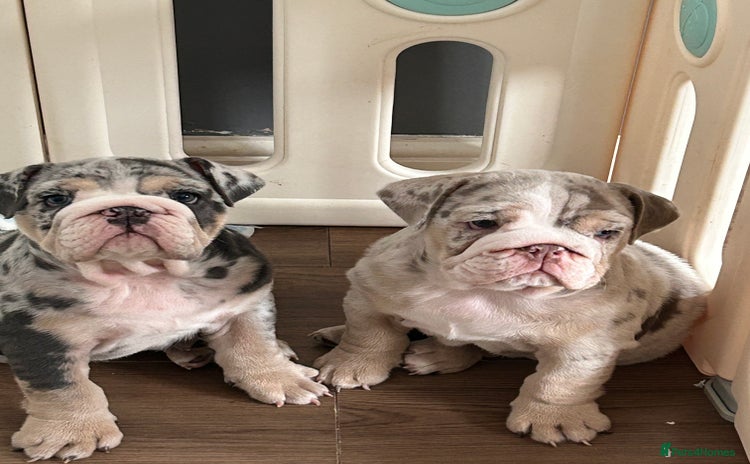 English Bulldog dogs in South Ockendon - Advert 4
