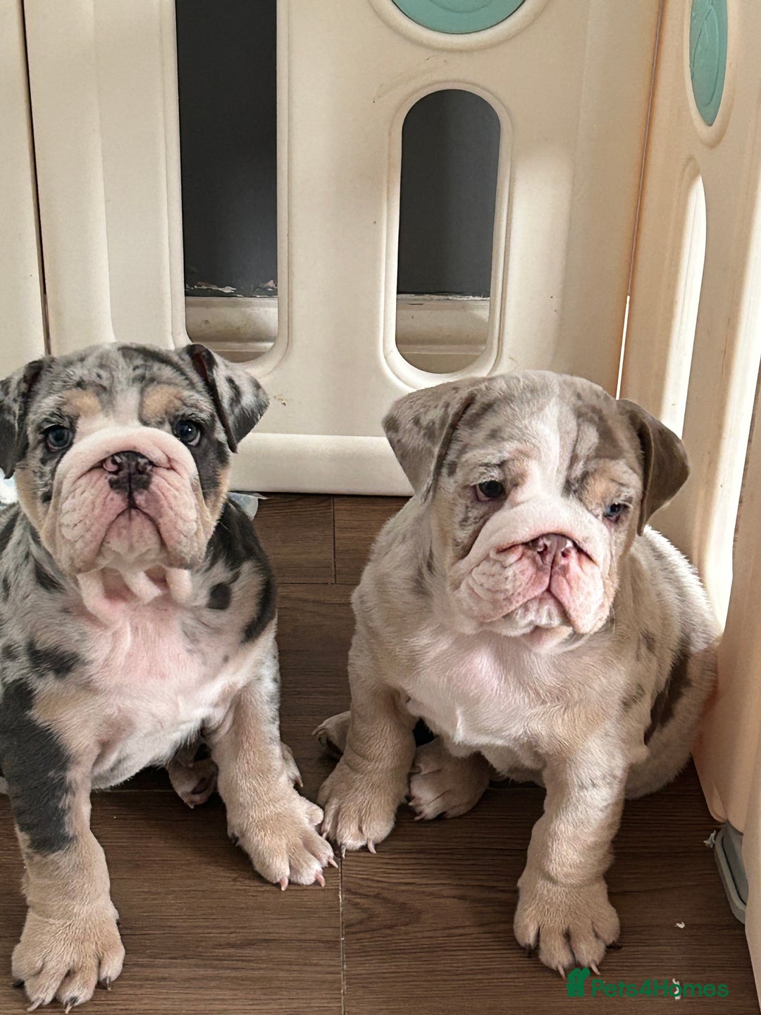 English Bulldog dogs for sale: LAST BOY ENGLISH BULLDOG PUP in South Ockendon - Image 2