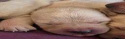 Goldador dogs for sale: Gorgeous KC Line Goldador Puppies 🐾  - Advert 9