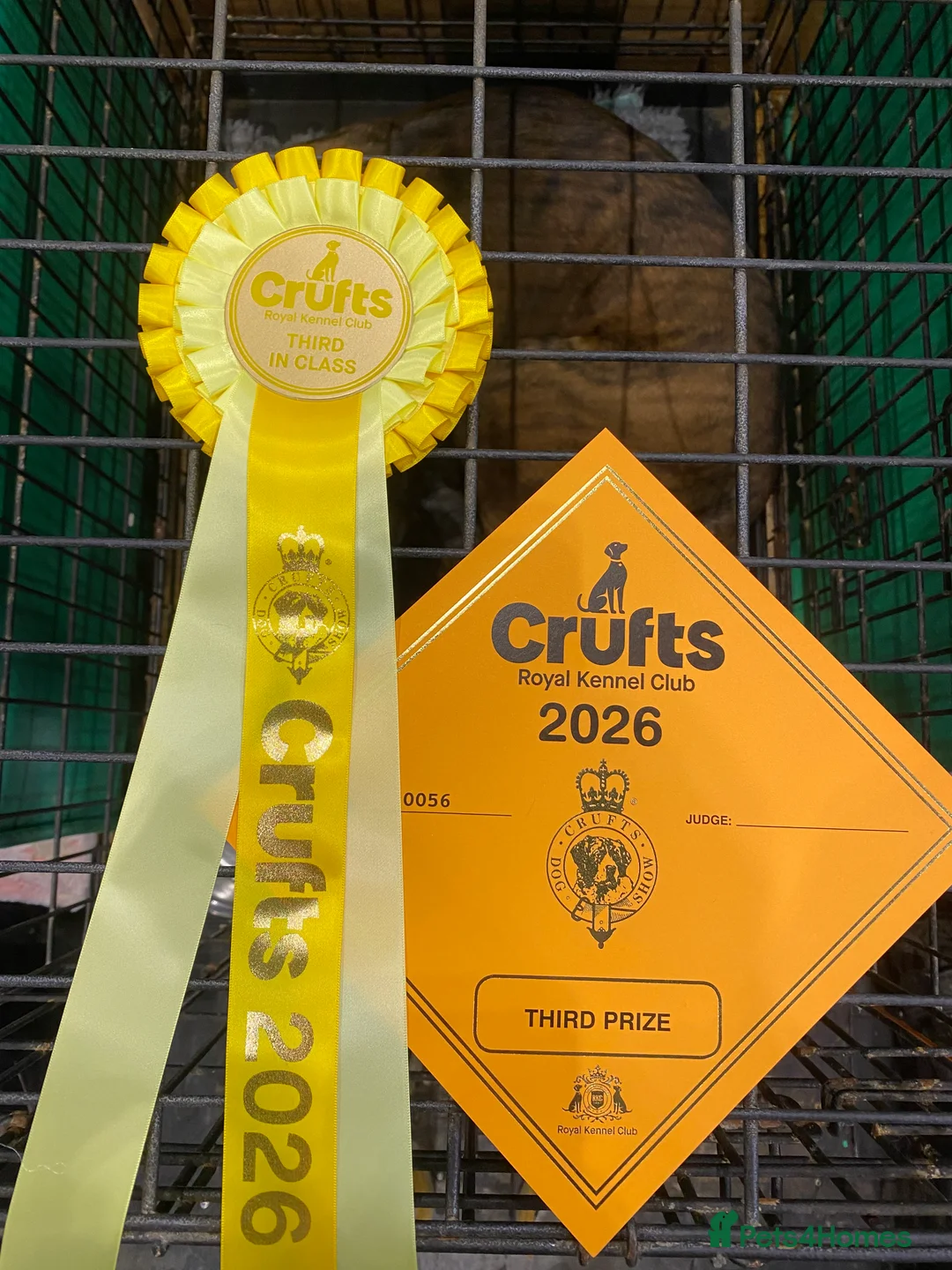 Boxer dogs for stud: Champion lined boxer for stud - Advert 2