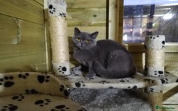 British Shorthair cats for sale: Gccf active registered blue BSH queen - Image 8