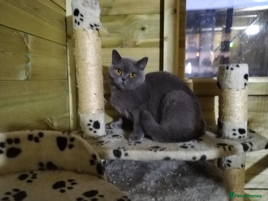 British Shorthair cats for sale: Gccf active registered blue BSH queen - Image 8