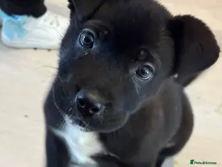 Cane Corso dogs Cane corso - Advert 6