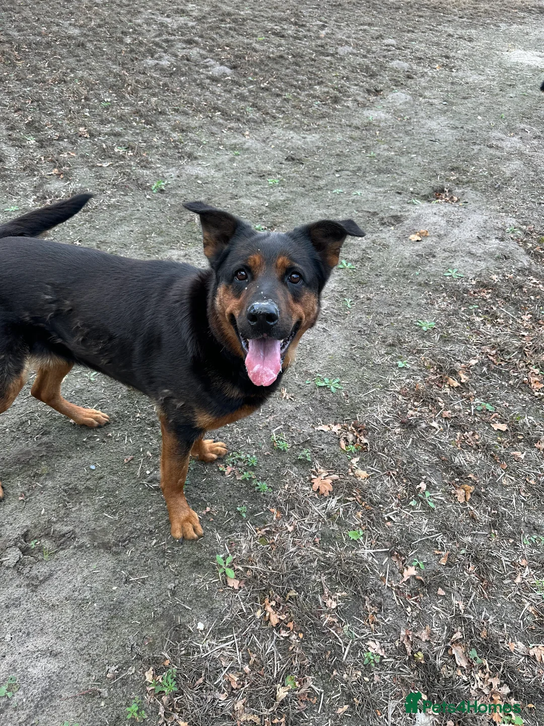 Mixed Breed dogs for sale: German Shepherd cross Rottweiler  - Advert 9
