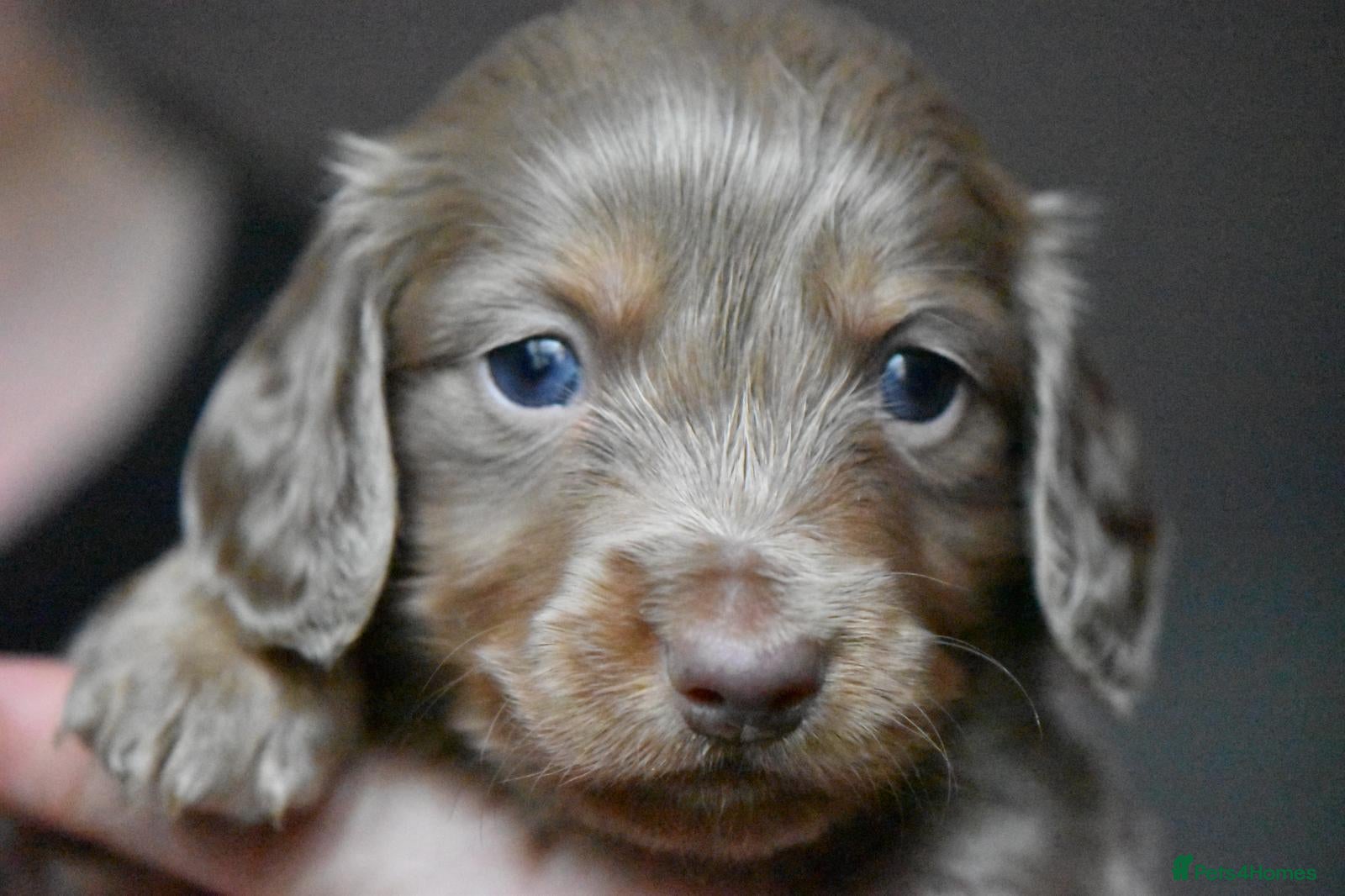 Miniature Dachshund dogs Three miniature long haired dachshunds  - Advert 8