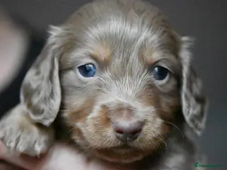 Miniature Dachshund dogs Three miniature long haired dachshunds - Advert 8