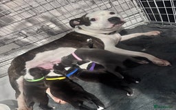 Staffordshire Bull Terrier dogs for sale: Puppy for sale  - Advert 6